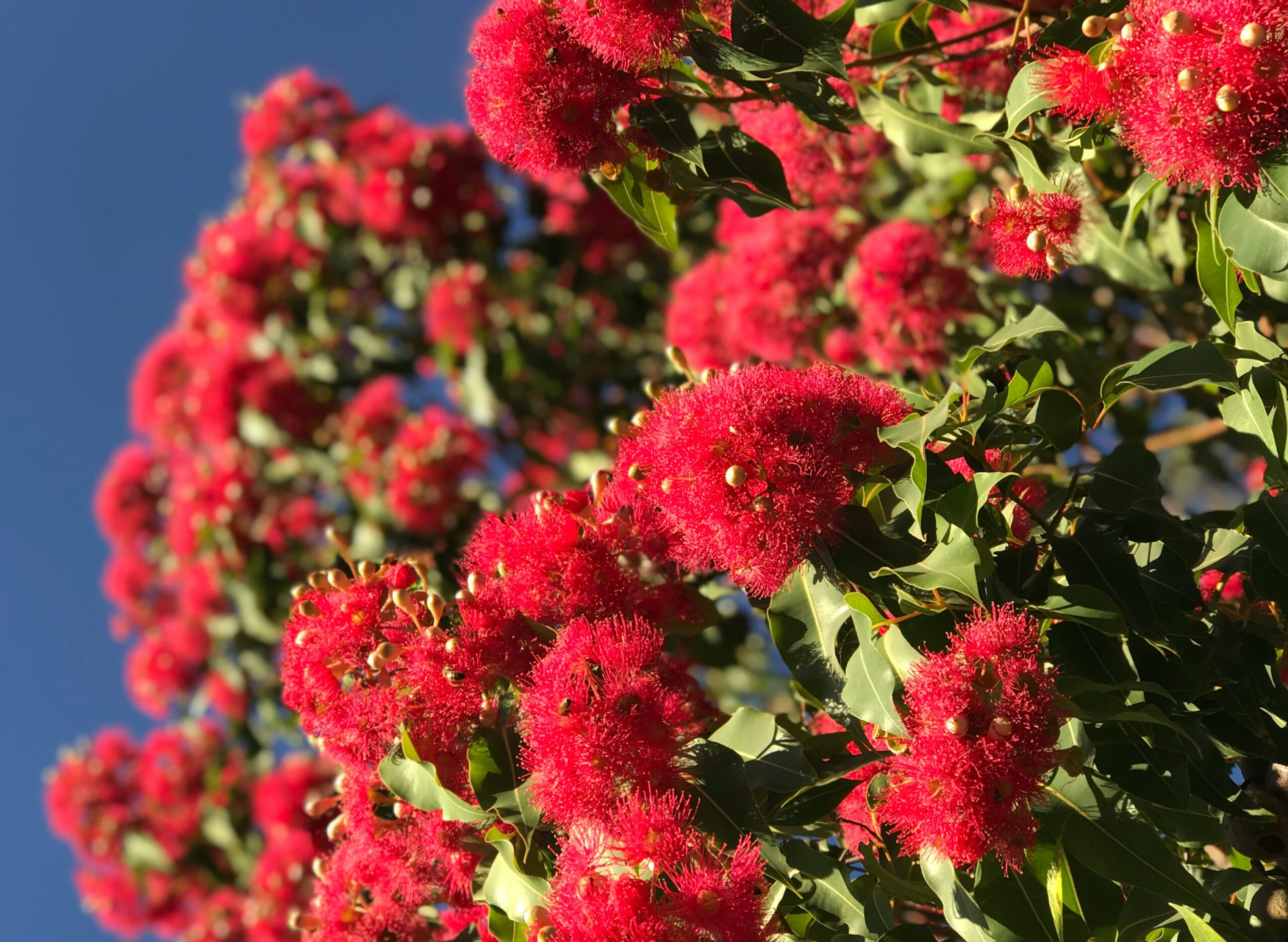 Toowoomba, Coming Soon — Liven